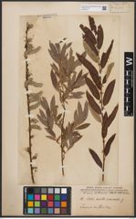 Foto von Salix aurita L. x Salix viminalis L.